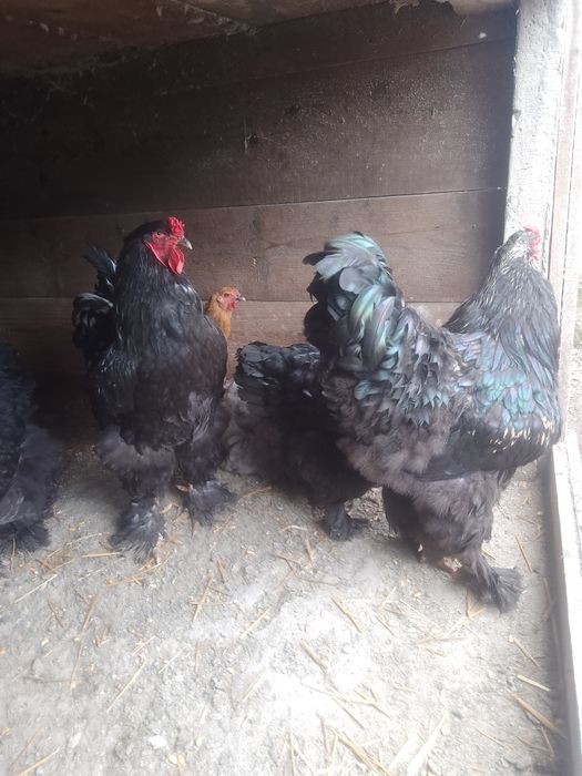 Pui brahma herminat deschis și negru