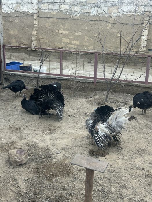 Еркек индюктер сатылады