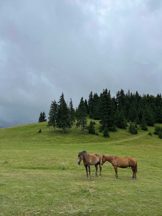 vand locuri de casa , cabana
