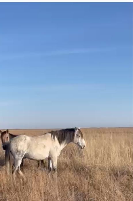 Айгыр сатылады 700 000
