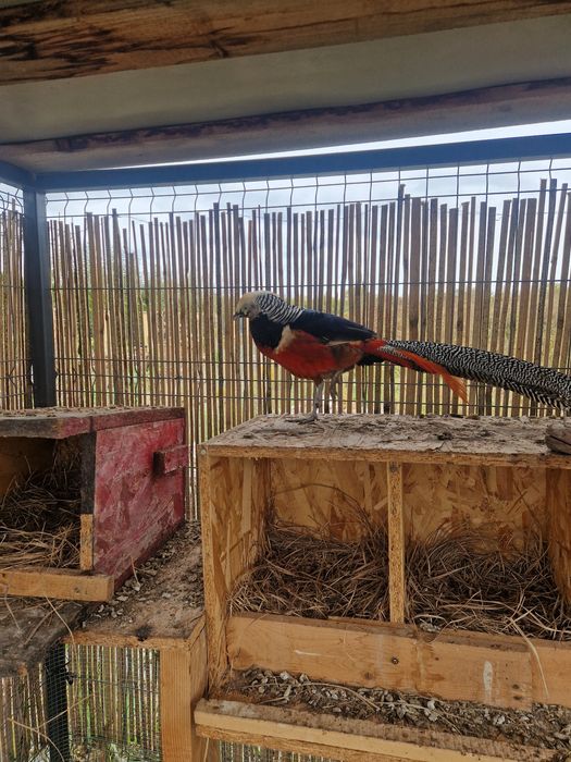 Pereche fazani de rasa