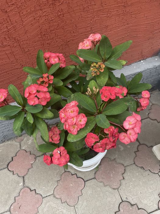 Молочай очищает энергетику дома