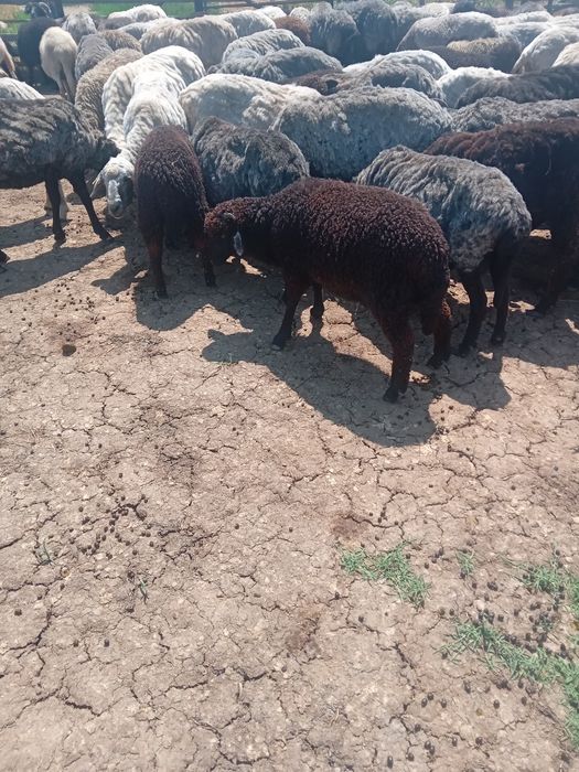 Vând miei, mieluțe și berbecuți