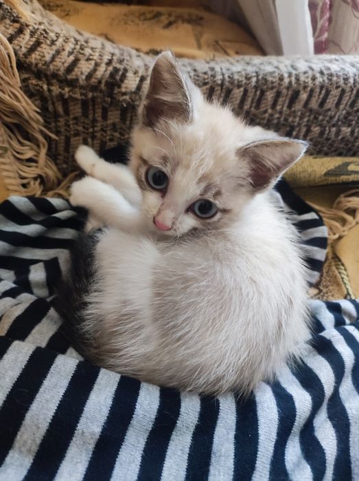 Котёнок девочка 2,5 месяца