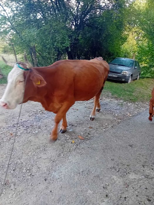 Vacă de vînzare.