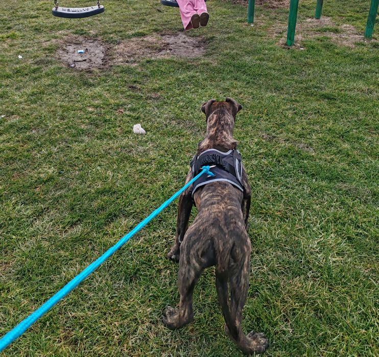 Mascul presa canario