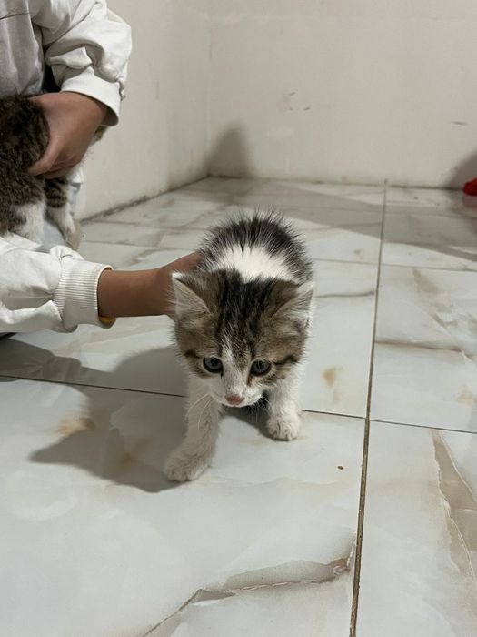 Отдам в добрые руки кошку