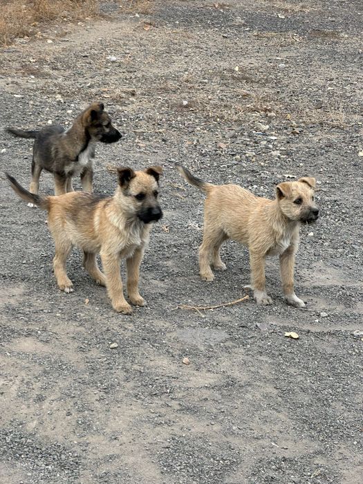 Отдадим даром щенков!!!