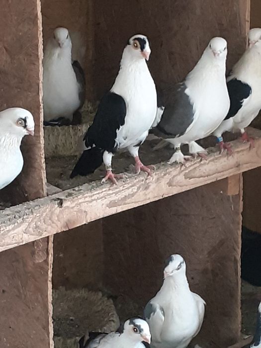 Vând porumbei Galateni pe negru și albastru