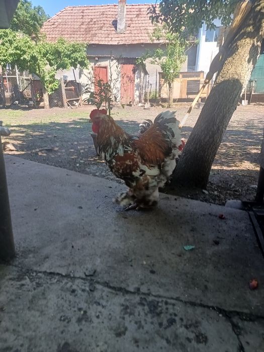Cocoși brahma porțelan de vanzare