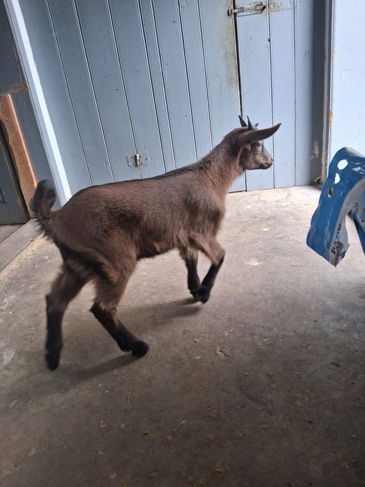 Țap țapusor de vanzare