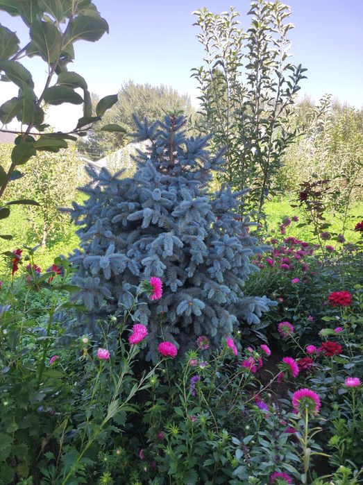 Елка сатылады бағасын келесемыз срочно