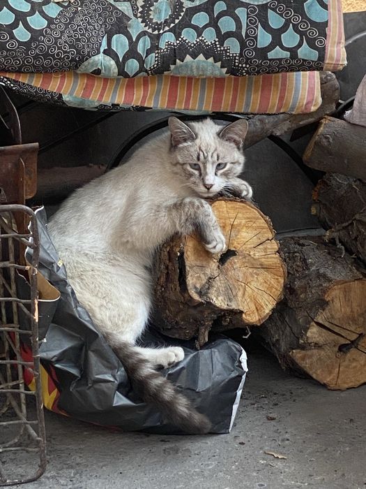 Отдам котенка в добрые  руки