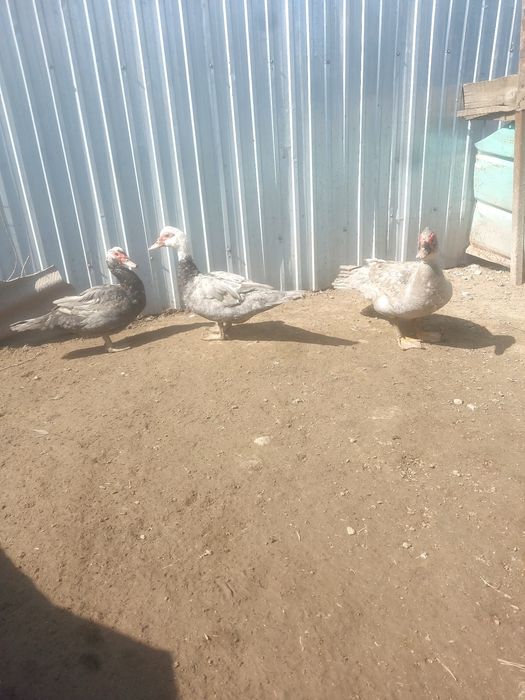 Индаутки продаётся