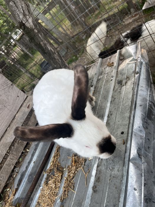 Vand iepuri urias de transilvania.m