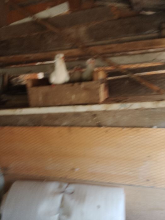 Porumbei circani albi