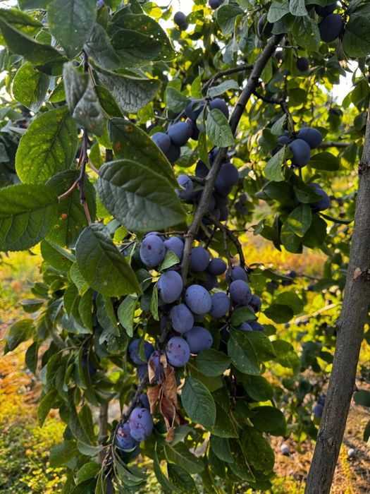Prune de vanzare pt tuica si piata