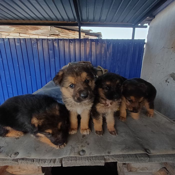 Щенки немецкой овчарки