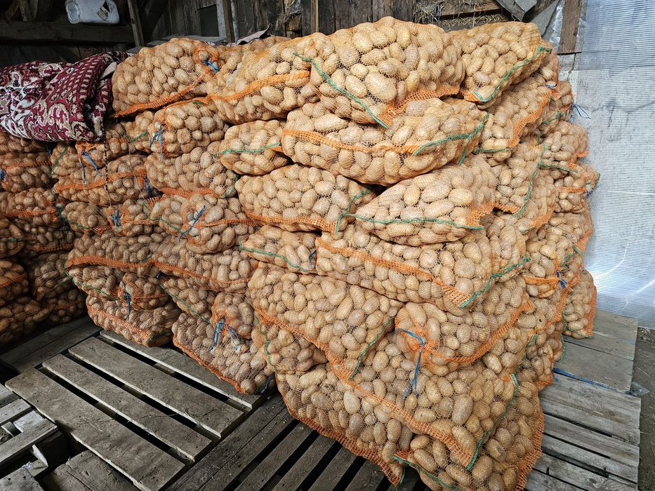 Cartofi de vânzare sat iasi comuna rece