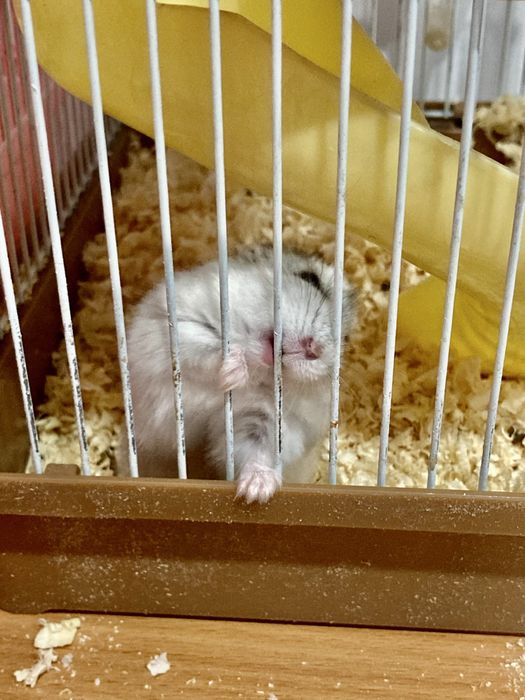 Продам хомяков - активные, ручные