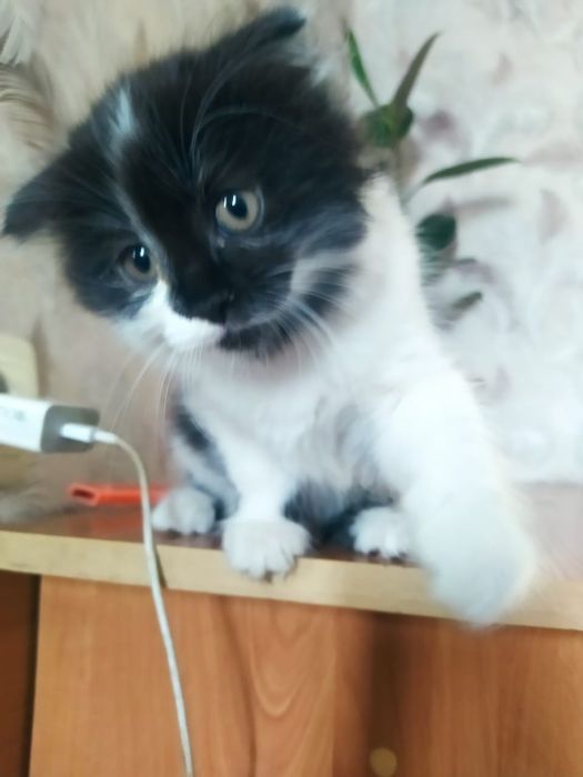 Отдам котенка в хорошие руки