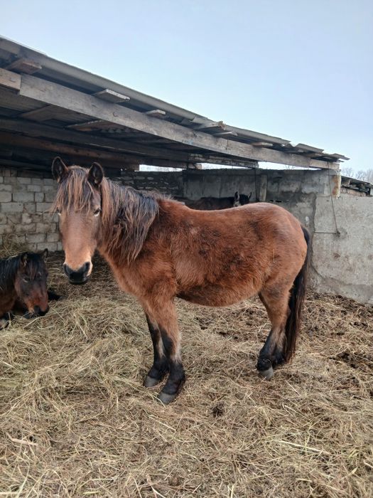 Жылқылар сатылады продам лошадей