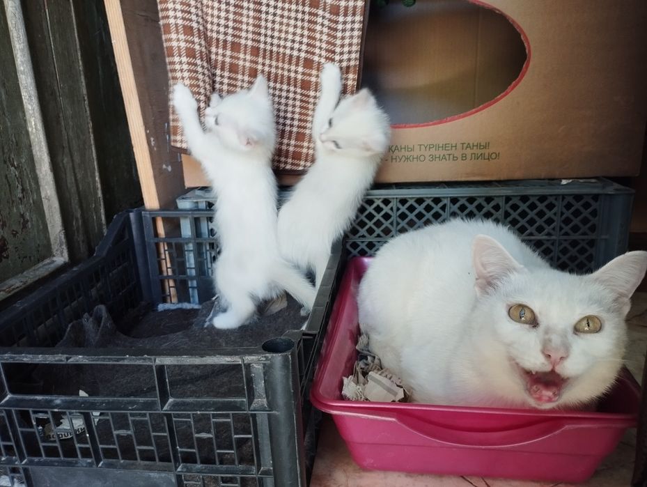Продам белых котят .