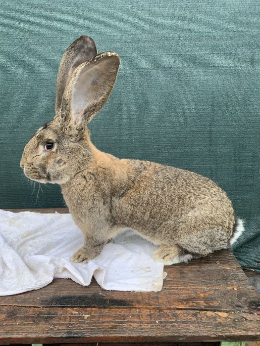 Masculi urias german mai multe culori