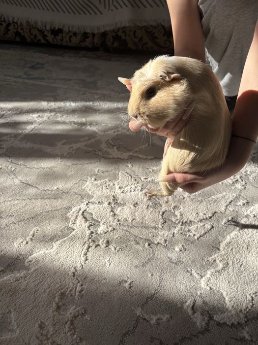 морская свинкааа