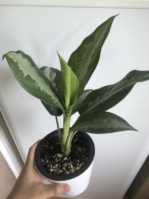 Комнатные цветы недорого