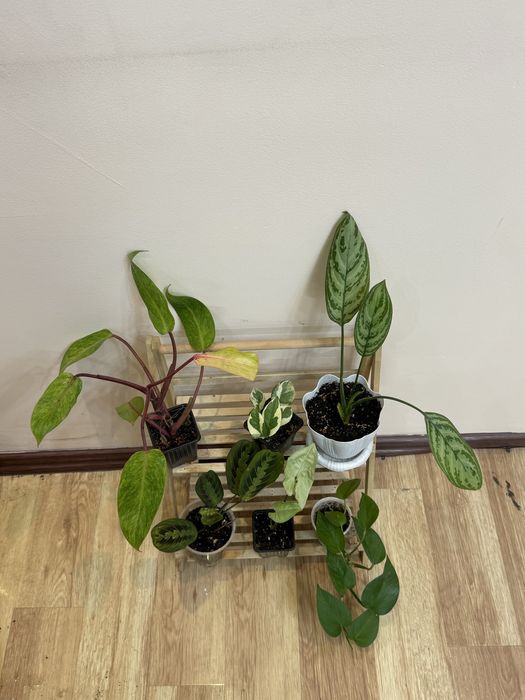 Набор из 6 цветов