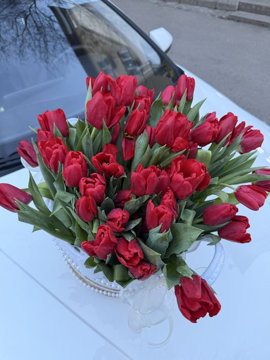 Тюльпан 43 штука