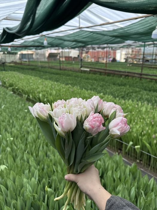 Тюльпаны оптом, Голландские