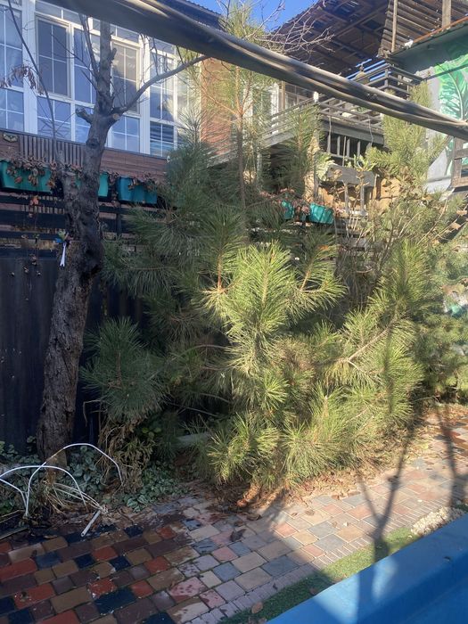 Садовые растения