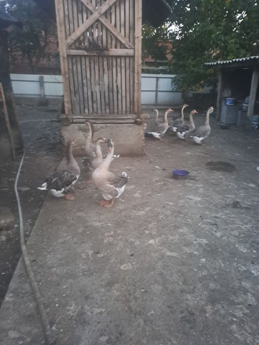 Gaște Lesesti de vanzare