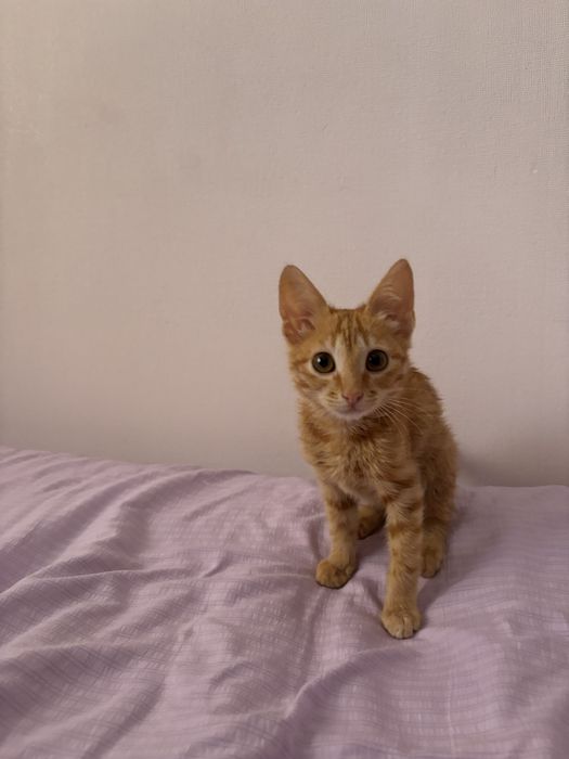 Котенок в добрые руки