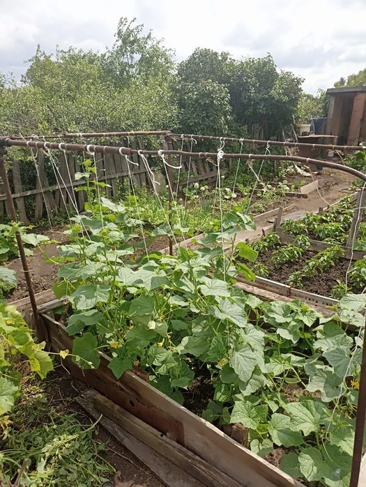 Продам Дачу СРОЧНО