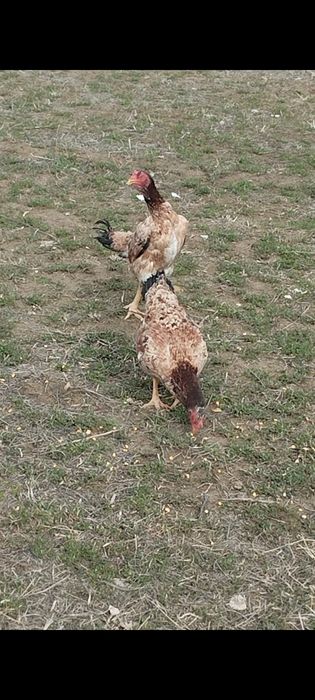 Сатлады сатлады.