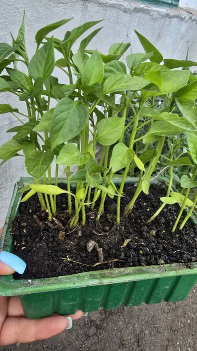 Продам рассаду помидор, домашние