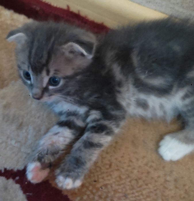 Котёнок мальчик .