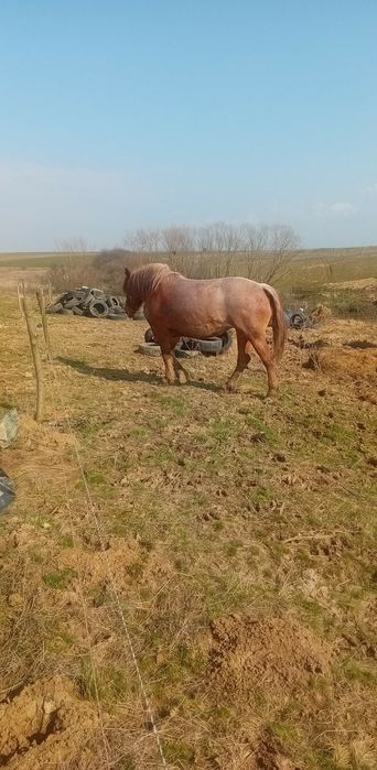 Vând iapa sau schimb