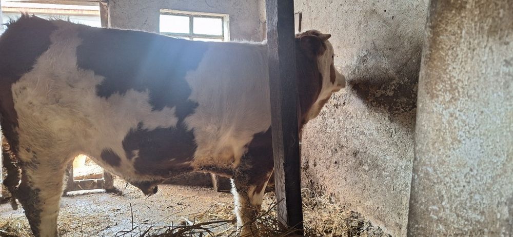 Vând Jurinca şi Taur