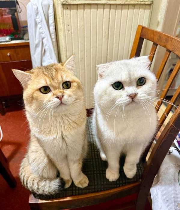 вязка коты Шиншиллы