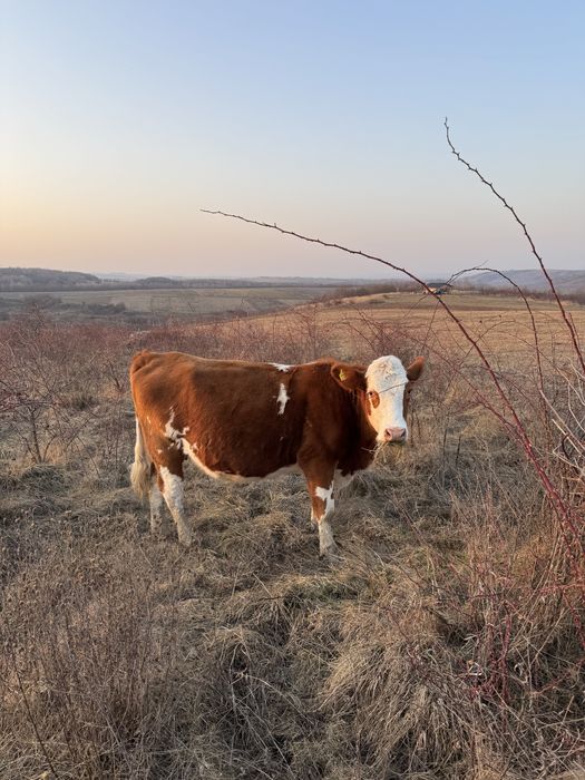 Vaca de vanzare.    .