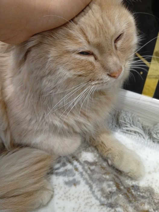 Котёнок добрым рукам