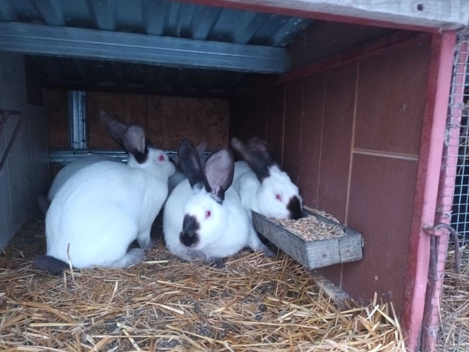 Masculi Urias de Transilvania !