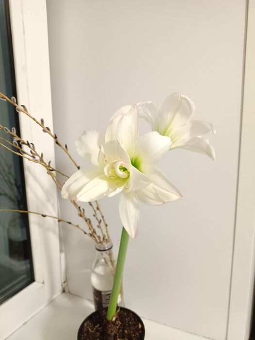 Продам луковицы гипераструма