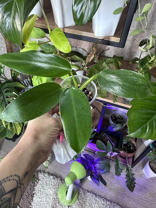 Комнатные цветы.