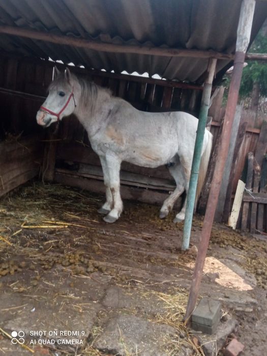Vând cal și căruța  ,5000 lei