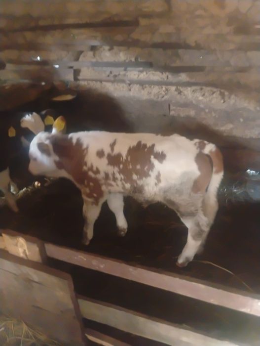 Vând vițel balta de 2 săptămâni special